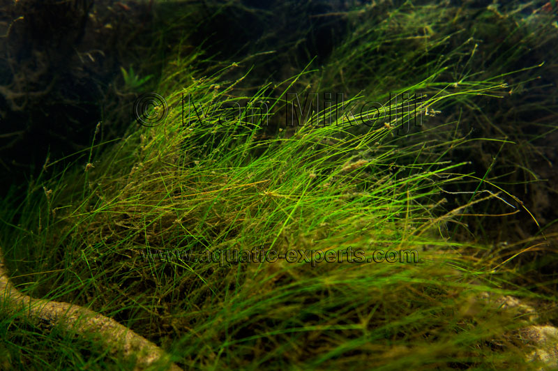 backgrounds for aquariums